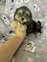 Cappuccino , a male Maltipoo for sale in Fort Myers, FL – 5 of 8