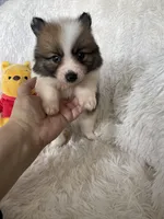 Tom Collins, a male Pomeranian for sale in Fort Myers, FL – 1 of 7