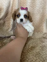 Peaches, a female Cavalier King Charles Spaniel for sale in Fort Myers, FL – 3 of 7