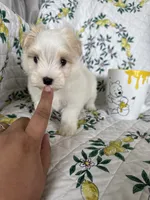 Romeo, a male Maltese for sale in Fort Myers, FL – 1 of 8