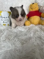 Mojito , a male Pomeranian for sale in Fort Myers, FL – 3 of 6