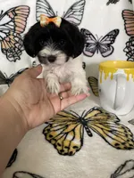 Sally, a female Maltipoo for sale in Fort Myers, FL – 4 of 8