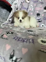Rocco, a male Pomeranian for sale in Fort Myers, FL – 3 of 4