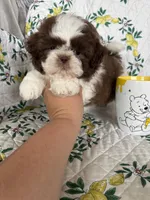 Hershey, a male Shih Tzu for sale in Fort Myers, FL – 3 of 4