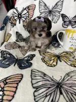 Summer, a female Maltipoo for sale in Fort Myers, FL – 4 of 8