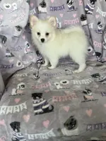 Pickles, a male Pomeranian for sale in Fort Myers, FL – 4 of 6