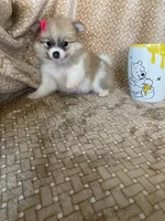 Parsley, a female Pomeranian for sale in Fort Myers, FL – 5 of 7