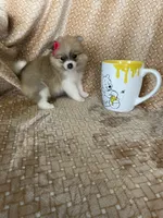 Parsley, a female Pomeranian for sale in Fort Myers, FL – 6 of 7