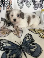 Scotty, a male Maltipoo for sale in Fort Myers, FL – 5 of 9