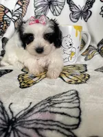 Sadie, a female Maltipoo for sale in Fort Myers, FL – 1 of 6