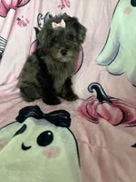 Harlee, a female Poodle - Miniature  for sale in Fort Myers, FL – 3 of 9