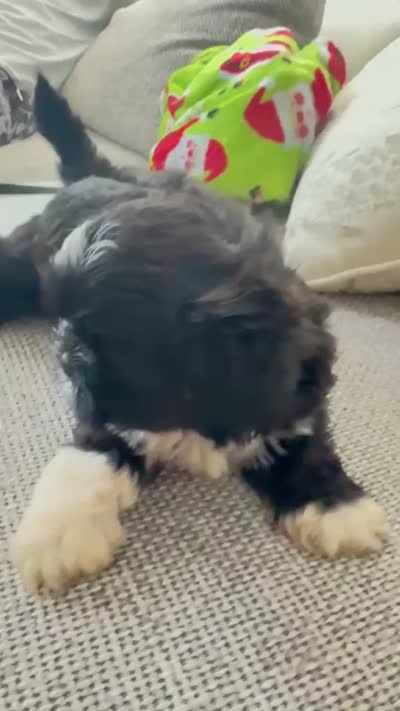 Sophie , a female Shih Tzu for sale in Fort Myers, FL – 2 of 2