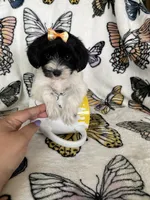 Sally, a female Maltipoo for sale in Fort Myers, FL – 5 of 8