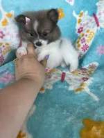 Pippa, a female Pomeranian for sale in Fort Myers, FL – 7 of 7