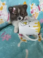 Pippa, a female Pomeranian for sale in Fort Myers, FL – 2 of 7