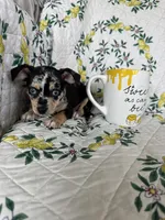 Rio, a male Chihuahua for sale in Fort Myers, FL – 6 of 6