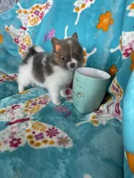 Poppy, a female Pomeranian for sale in Fort Myers, FL – 8 of 8