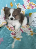 Noah, a male Pomeranian for sale in Fort Myers, FL – 7 of 7