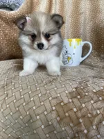 Plum, a female Pomeranian for sale in Fort Myers, FL – 3 of 6