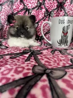 Sugar, a female Pomeranian for sale in Fort Myers, FL – 8 of 8