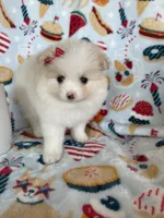 Buttons, a female Pomeranian for sale in Fort Myers, FL – 2 of 5