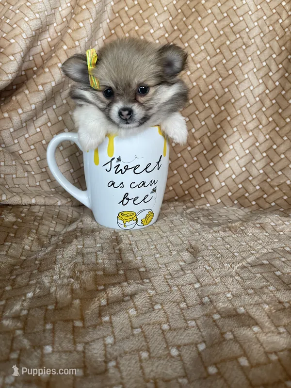 Papaya – Pomeranian puppy for sale in Fort Myers, FL