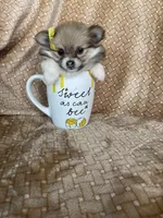 Papaya, a female Pomeranian for sale in Fort Myers, FL – 1 of 7