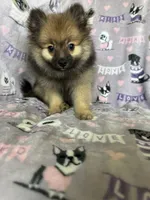 Benny, a male Pomeranian for sale in Fort Myers, FL – 6 of 8