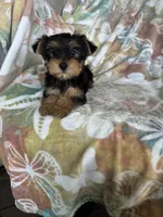 Rocco, a male Yorkshire Terrier for sale in Fort Myers, FL – 7 of 9