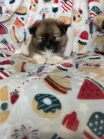 Rocco, a male Pomeranian for sale in Fort Myers, FL – 4 of 7