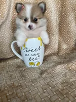 Pancetta , a female Pomeranian for sale in Fort Myers, FL – 3 of 7