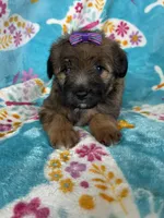 Helena, a female Miniature Aussiedoodle for sale in Fort Myers, FL – Photo 4 of 6