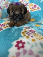 Helena, a female Miniature Aussiedoodle for sale in Fort Myers, FL – Photo 2 of 6