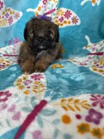 Helena, a female Miniature Aussiedoodle for sale in Fort Myers, FL – Photo 6 of 6