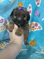 Helena, a female Miniature Aussiedoodle for sale in Fort Myers, FL – Photo 3 of 6
