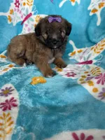 Helena, a female Miniature Aussiedoodle for sale in Fort Myers, FL – Photo 5 of 6