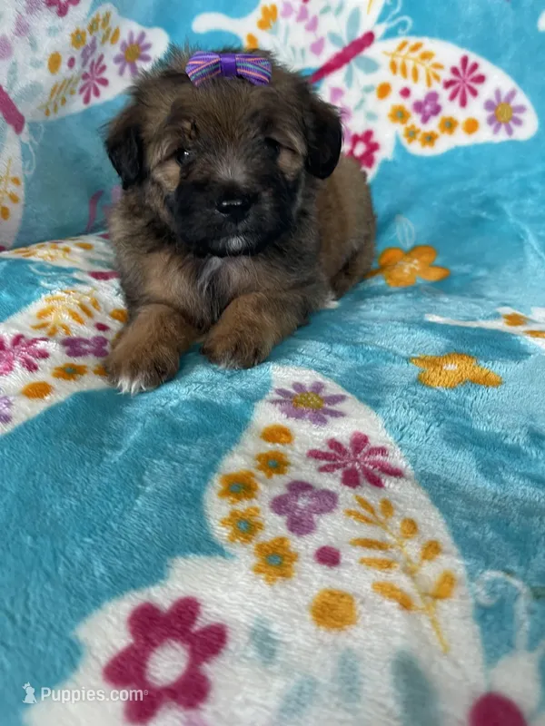 Helena, a female Miniature Aussiedoodle for sale in Fort Myers, FL – Photo 1 of 6