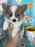 Noah, a male Pomeranian for sale in Fort Myers, FL – 4 of 6