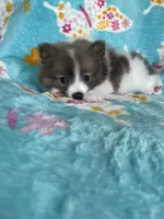 Noah, a male Pomeranian for sale in Fort Myers, FL – 8 of 9