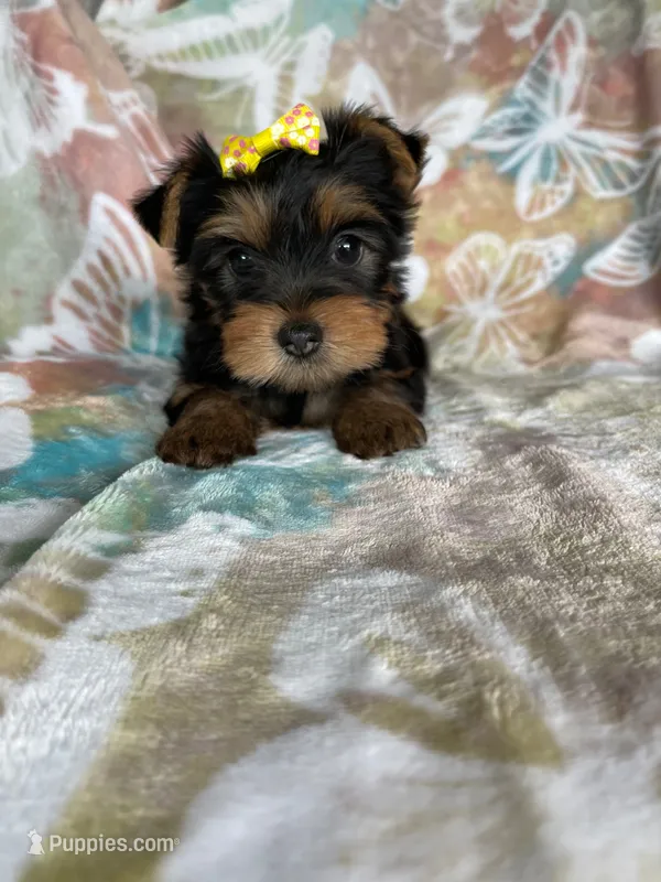 Sophie , a female Yorkshire Terrier for sale in Fort Myers, FL – 1 of 8
