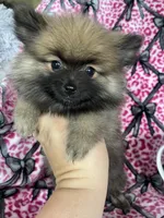 Frappe, a male Pomeranian for sale in Fort Myers, FL – 7 of 8
