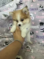 Nico, a male Pomeranian for sale in Fort Myers, FL – 3 of 6