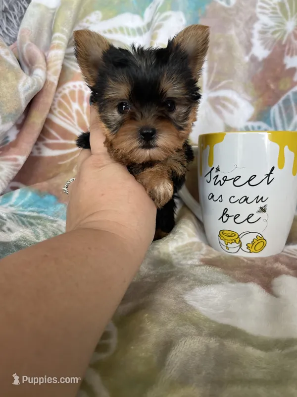 Tcup Ted – Yorkshire Terrier puppy for sale in Fort Myers, FL
