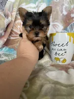 Tcup Ted, a male Yorkshire Terrier for sale in Fort Myers, FL – 1 of 9
