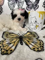Sadie, a female Maltipoo for sale in Fort Myers, FL – 3 of 6