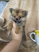Polenta, a female Pomeranian for sale in Fort Myers, FL – 2 of 5