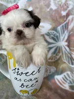 Godiva, a female Shih Tzu for sale in Fort Myers, FL – 6 of 7