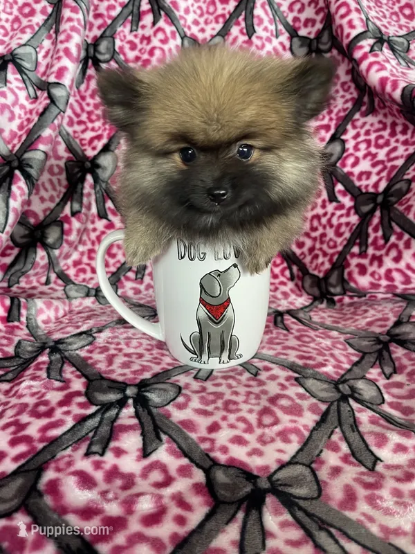 Frappe – Pomeranian puppy for sale in Fort Myers, FL