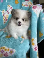 Stanley, a male Pomeranian for sale in Fort Myers, FL – 3 of 8