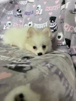 Pickles, a male Pomeranian for sale in Fort Myers, FL – 5 of 6